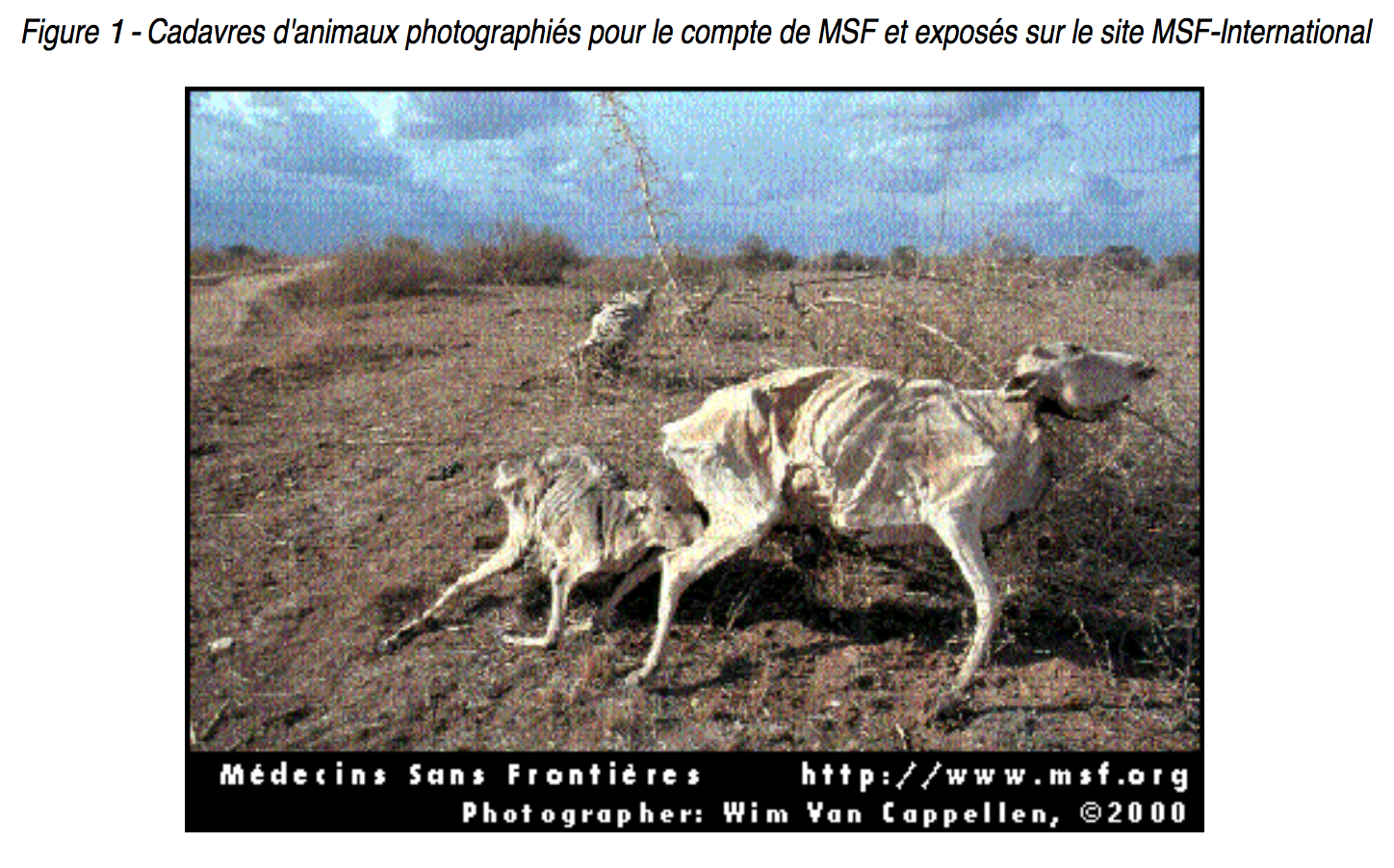 Cadavres d'animaux photographiés pour le compte de MSF